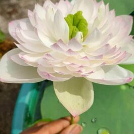 Super Lotus, Minglu, Peony Fairy lotus Combo (3 Tubers)