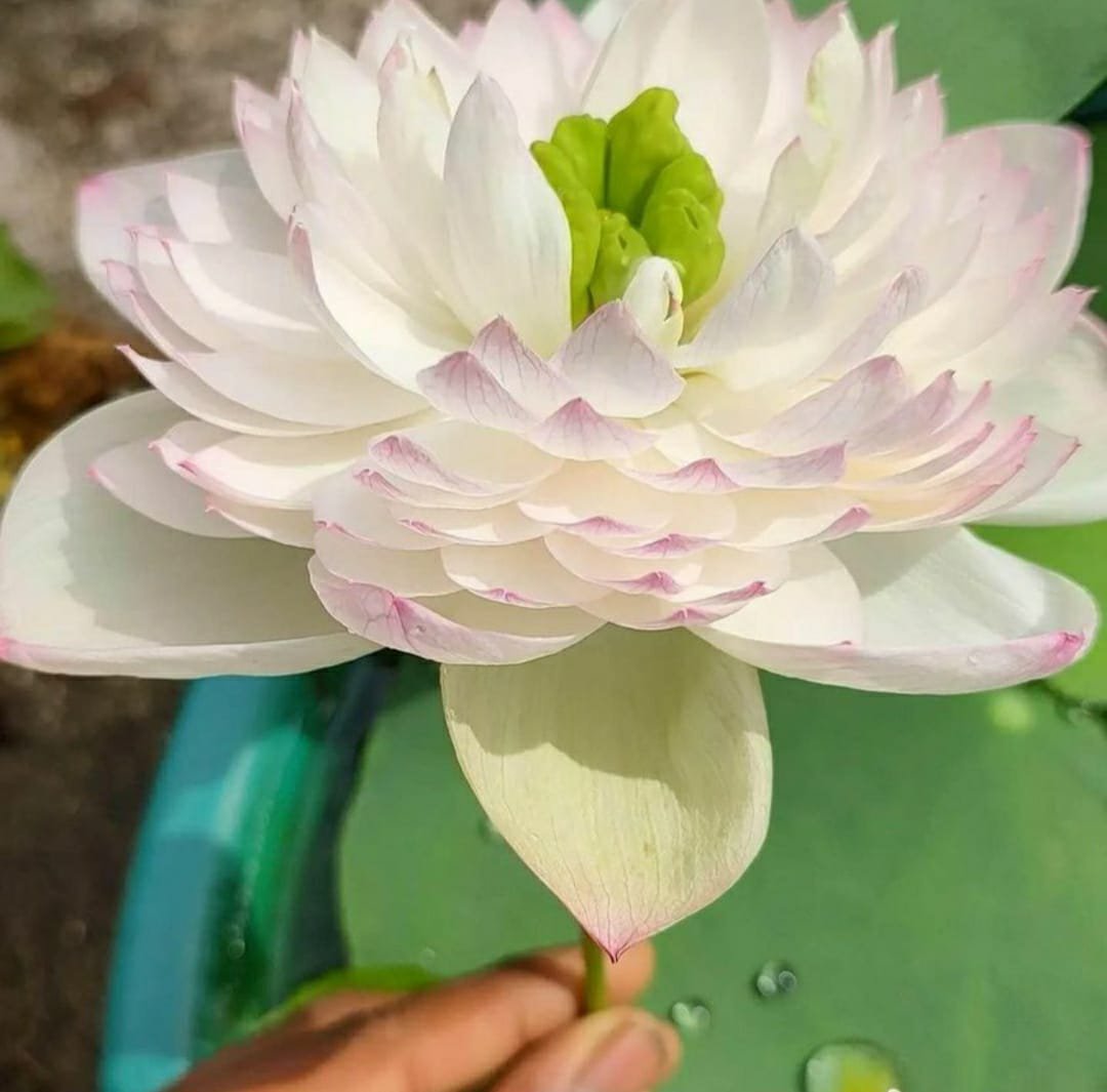 Super Lotus, Minglu, Peony Fairy lotus Combo (3 Tubers)