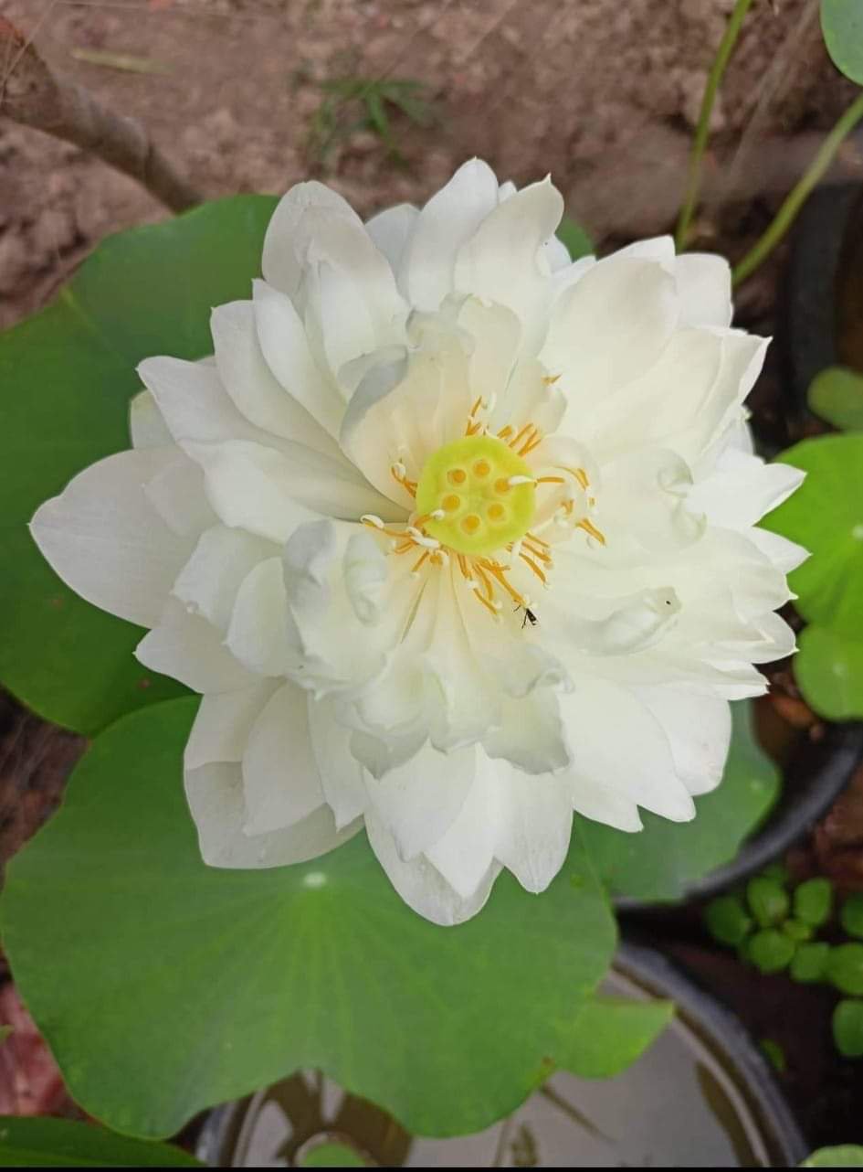 Super Lotus, Minglu, Peony Fairy lotus Combo (3 Tubers) - Image 4