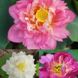 Pastel Blood, Peony Fairy, Drop Blood Lotus Combo (3 Plants Tubers)