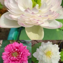 Super Lotus, Minglu, Peony Fairy lotus Combo (3 Tubers)