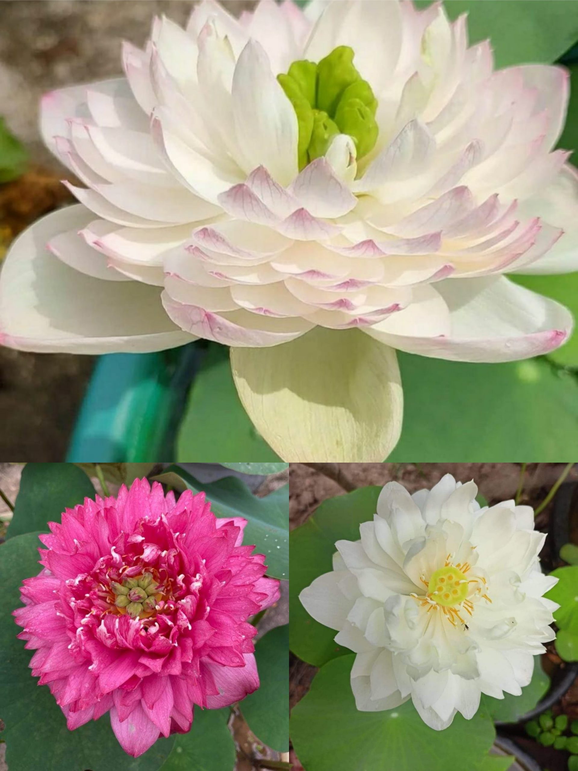 Super Lotus, Minglu, Peony Fairy lotus Combo (3 Tubers)