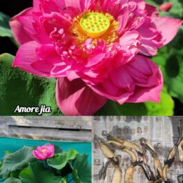 Amore Jia Lotus Tuber