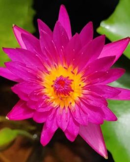 Bulls Eye Hybrid, White Waterlilly combo