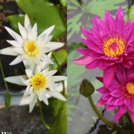 Bulls Eye Hybrid, White Waterlilly combo