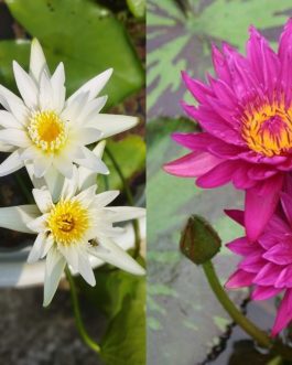 Bulls Eye Hybrid, White Waterlilly combo