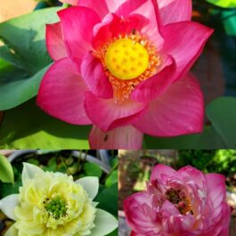 Red shangai , yellow peony, ameri peony (3 lotus tuber combo)