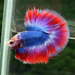 Thai flag ohm betta pair( male and female)