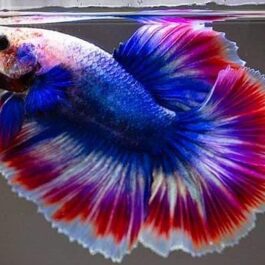 Thai flag ohm betta pair( male and female)