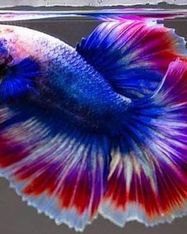 Thai flag ohm betta pair( male and female)