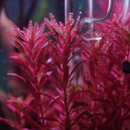 Rotala blood red Singapore Version SG (6 stems)