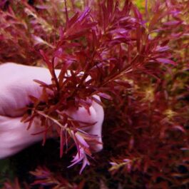 Rotala blood red Singapore Version SG (6 stems)