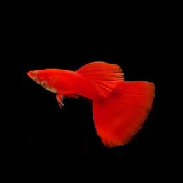 Albino full red high dorsal guppy pair