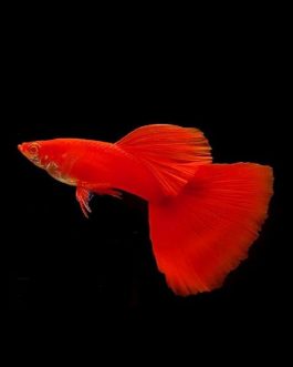 Albino full red high dorsal guppy pair