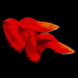Albino full red high dorsal guppy pair