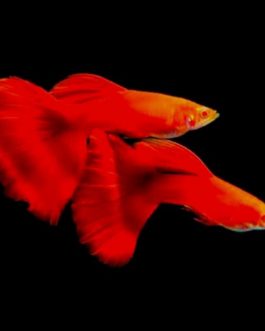 Albino full red high dorsal guppy pair
