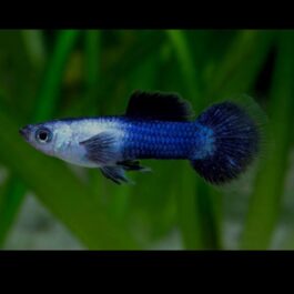 Blue panda guppy pair