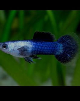 Blue panda guppy pair