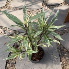 Justicia Gendarussa Variegata ( Single Plant )