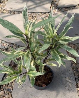 Justicia Gendarussa Variegata ( Single Plant )