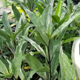 Justicia Gendarussa Variegata ( Single Plant )