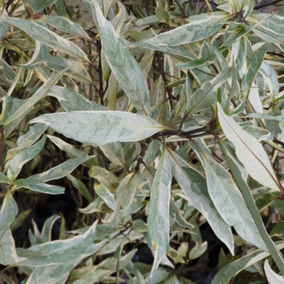 Justicia Gendarussa Variegata ( Single Plant ) - Image 3