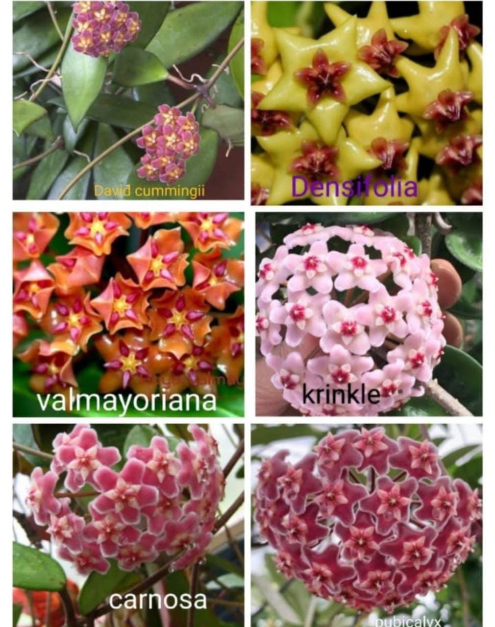 Hoya Combo (Five Different Varieties) - Image 7