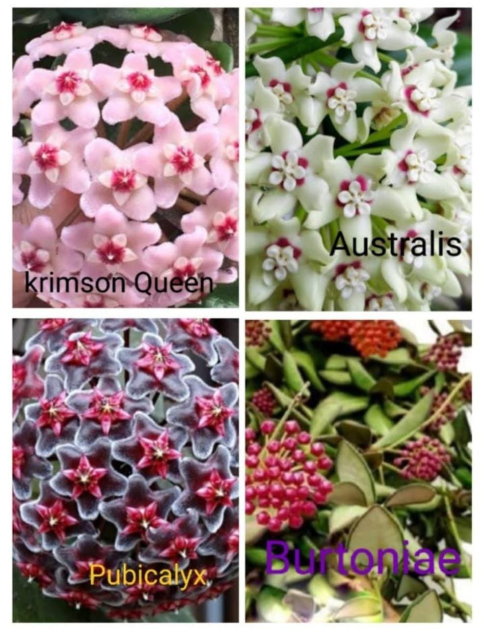 Hoya Combo (Five Different Varieties) - Image 6