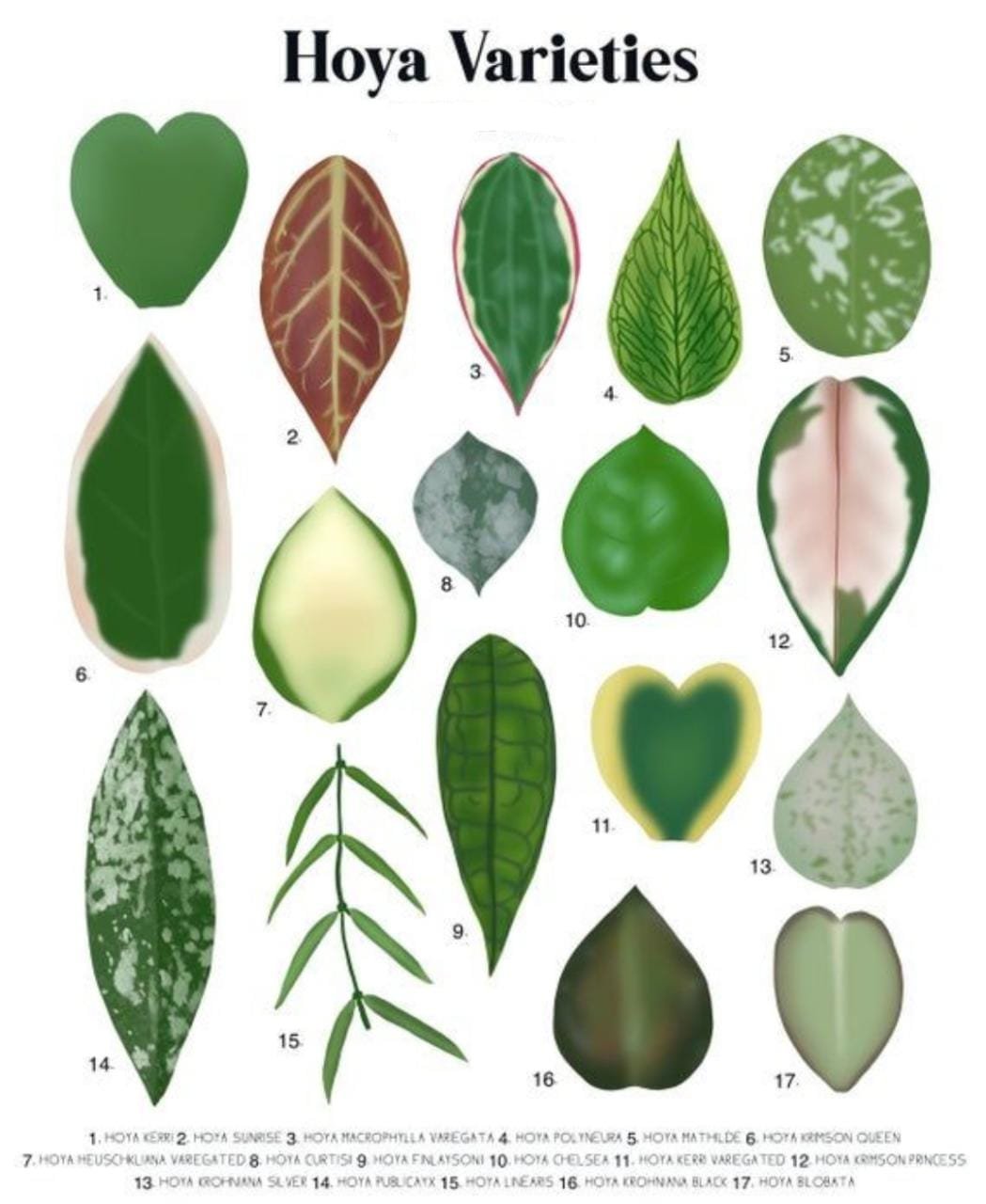 Hoya Combo (Five Different Varieties) - Image 5