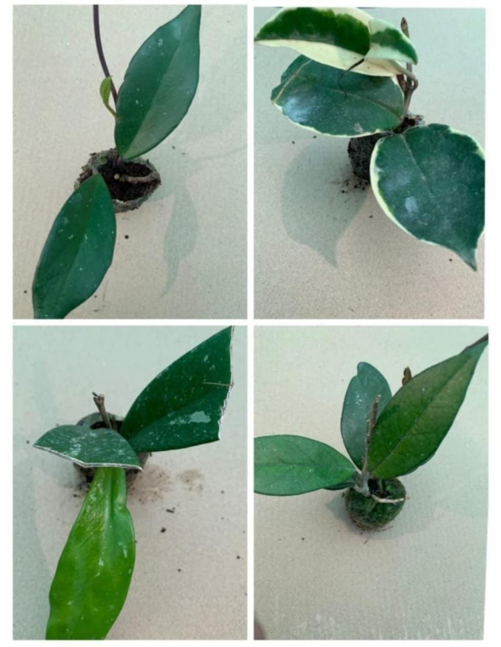 Hoya Combo (Five Different Varieties) - Image 4