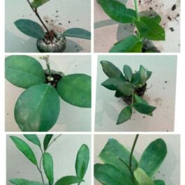 Hoya Combo (Five Different Varieties)