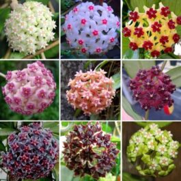 Hoya Combo (Five Different Varieties)