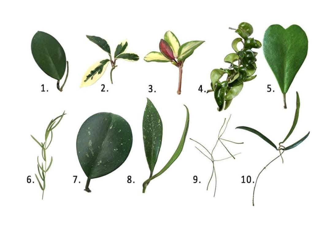 Hoya Combo (Five Different Varieties) - Image 3