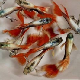 Santa clause (White ear) guppy pair