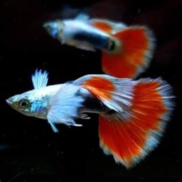 Santa clause (White ear) guppy pair