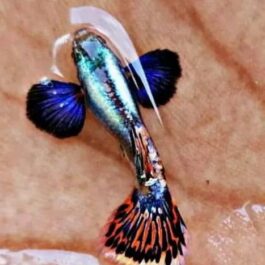 Chili Mosaic Dumbo Big Ear Guppy Pair