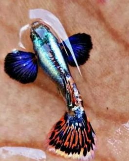 Chili Mosaic Dumbo Big Ear Guppy Pair