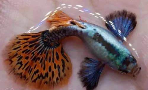 Chili Mosaic Dumbo Big Ear Guppy Pair - Image 3