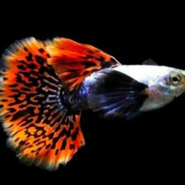 Chili Mosaic Dumbo Big Ear Guppy Pair