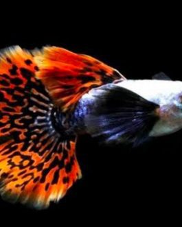 Chili Mosaic Dumbo Big Ear Guppy Pair