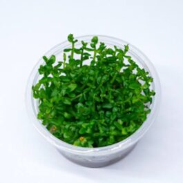 Bacopa Salzmannii ( T.C )
