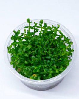 Bacopa Salzmannii ( T.C )