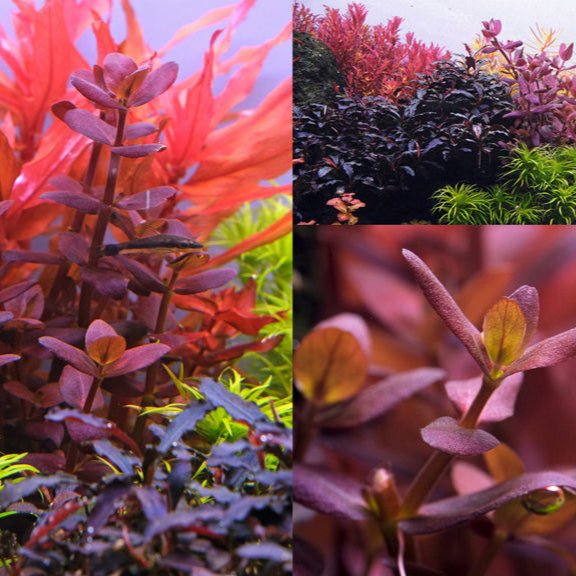 Bacopa Salzmannii ( T.C ) - Image 5