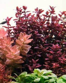 Bacopa Salzmannii ( T.C )