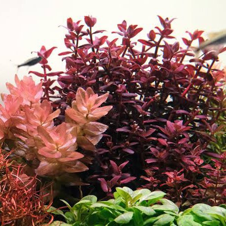 Bacopa Salzmannii ( T.C ) - Image 2