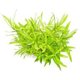 Hygrophila corymbosa Siamensis (3 stems)