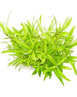 Hygrophila corymbosa Siamensis (3 stems)