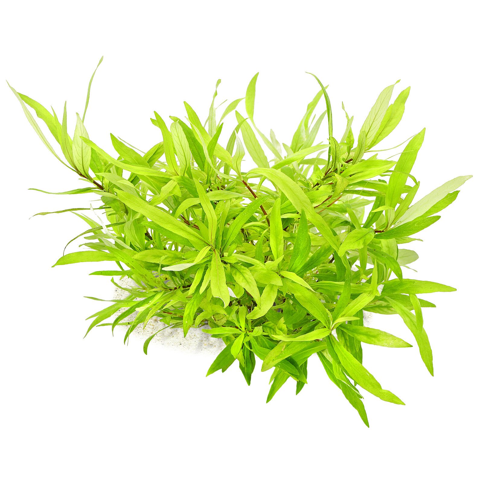 Hygrophila corymbosa Siamensis (3 stems) - Image 2