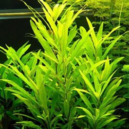 Hygrophila corymbosa Siamensis (3 stems)
