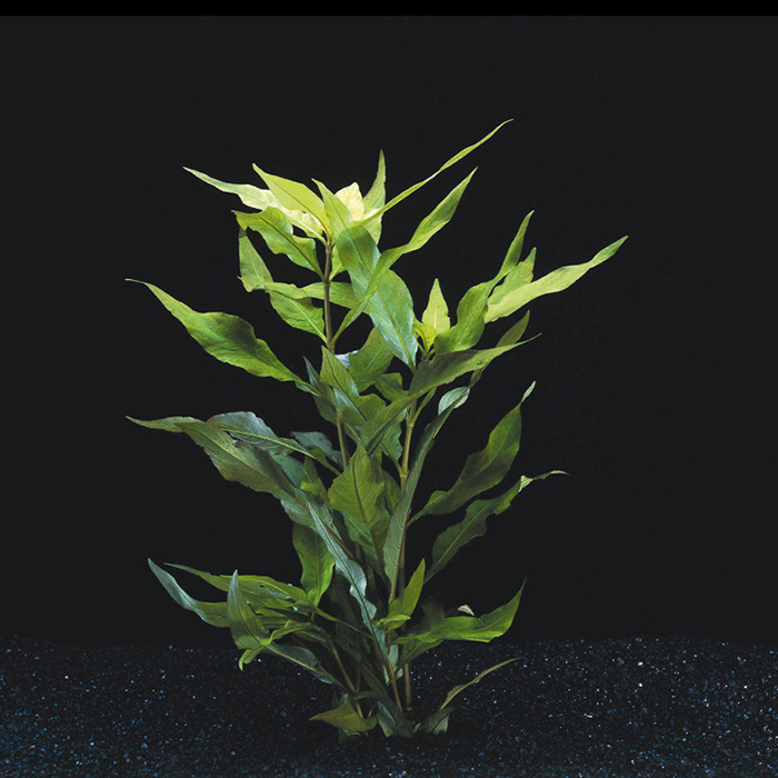 Hygrophila corymbosa Siamensis (3 stems) - Image 4